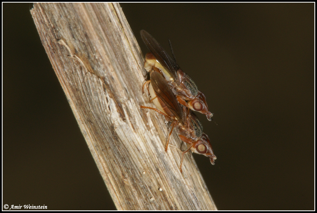 Diptera d''Israele